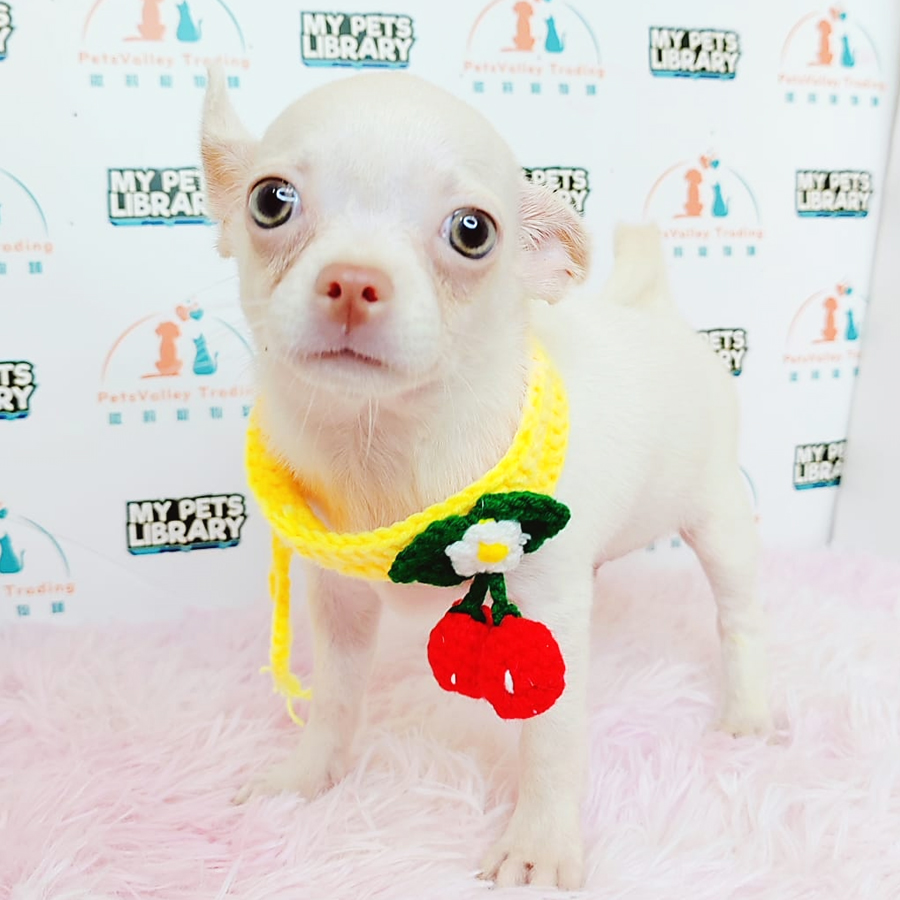 Chihuahua Puppy (Male) For Sale