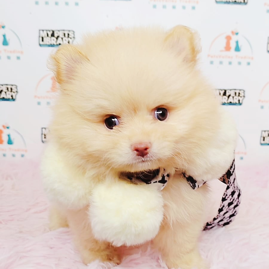 Tiny Pomeranian Puppy (Male) For Sale