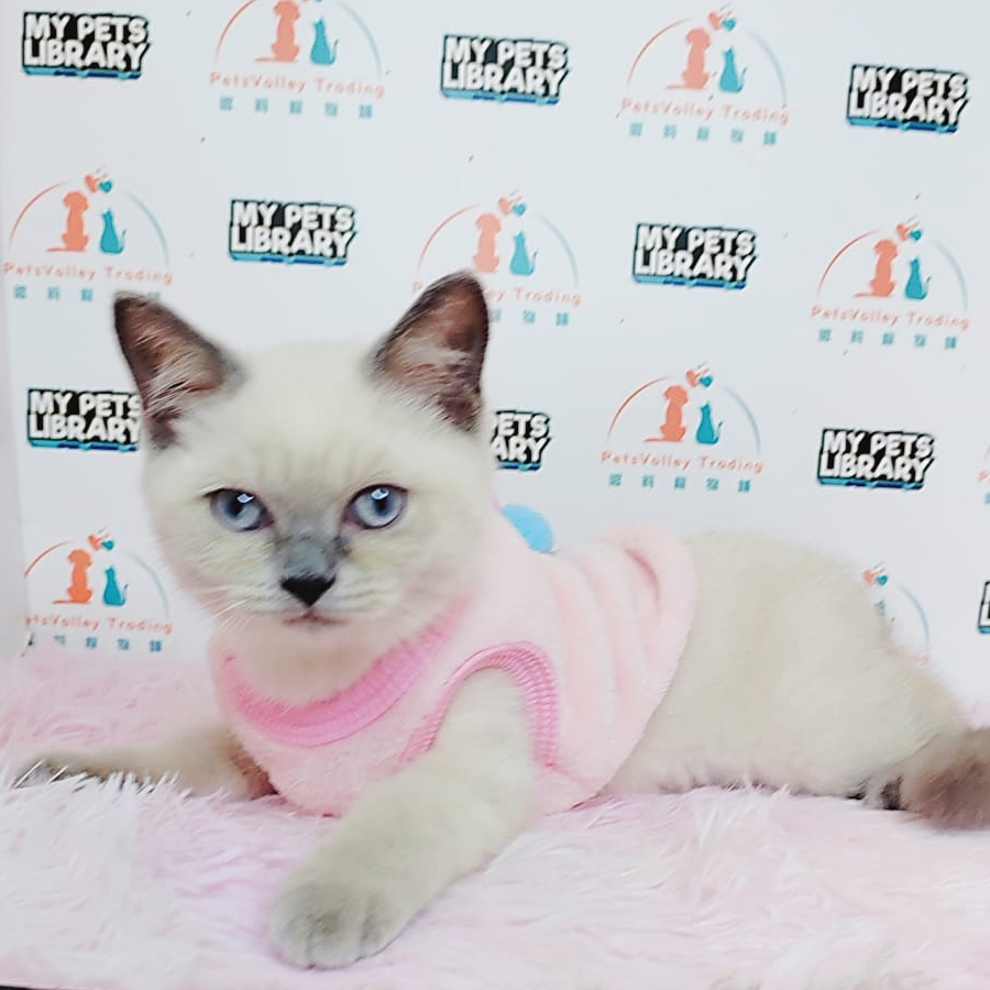 British Shorthair Kitten (Male) For Sale