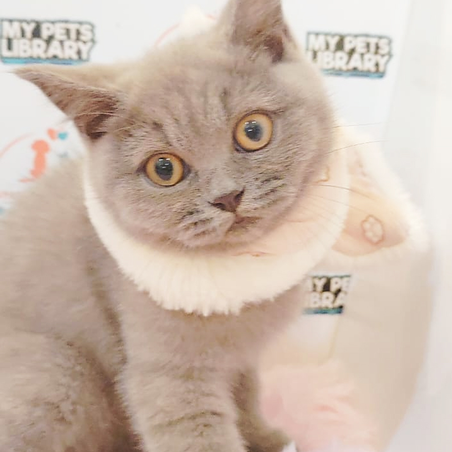 British Shorthair Kitten (Male) For Sale