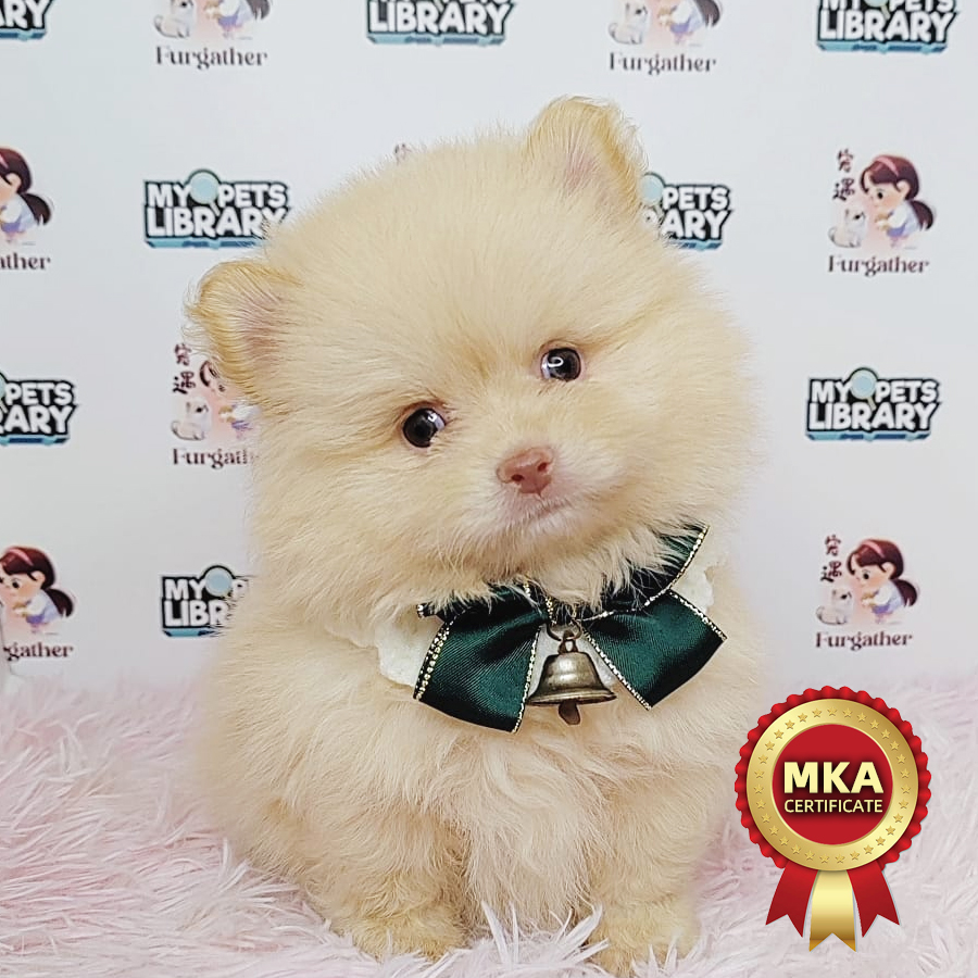 MKA Tiny Pomeranian Puppy (Female) For Sale