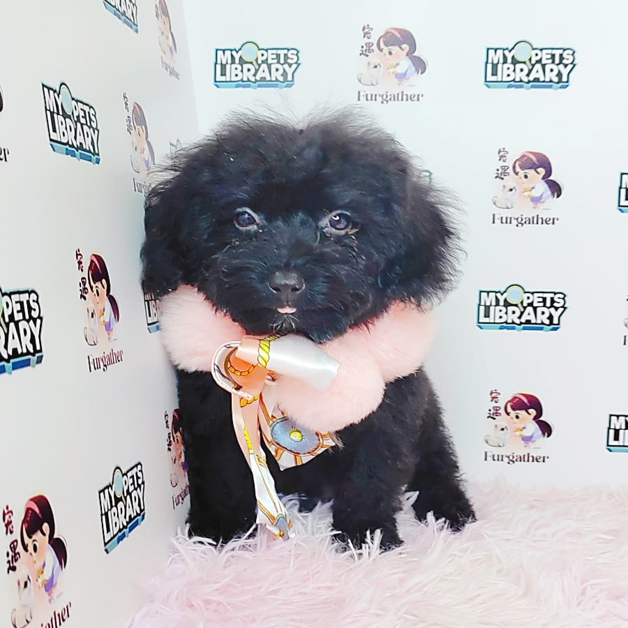 Toy Poodle Puppy (Female) For Sale
