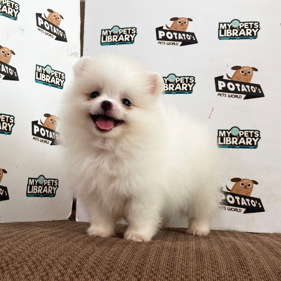 Pomeranian Puppy (Female) For Sale
