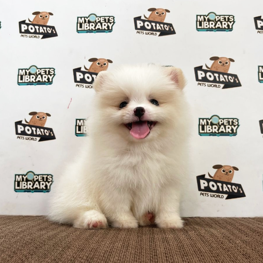 Pomeranian Puppy (Female) For Sale