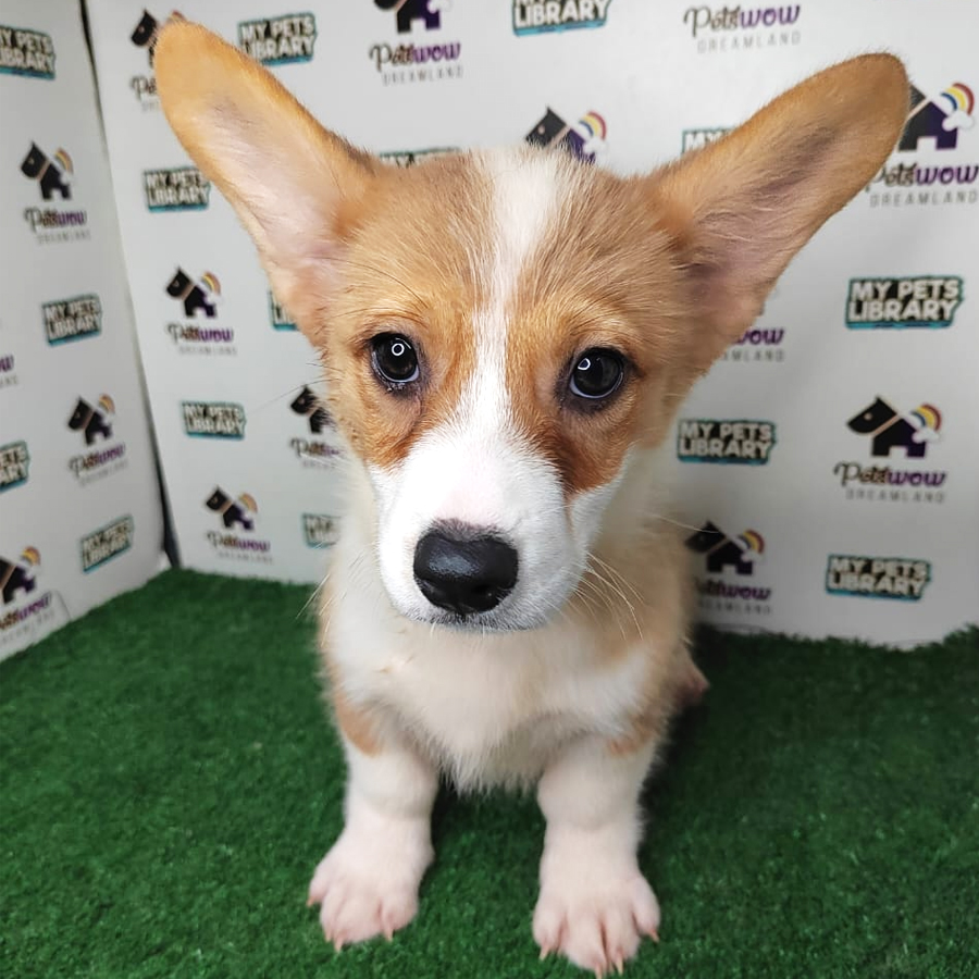 Welsh Corgi Puppy (Female) For Sale