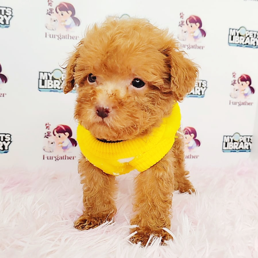 Tiny Poodle Puppy (Male) For Sale