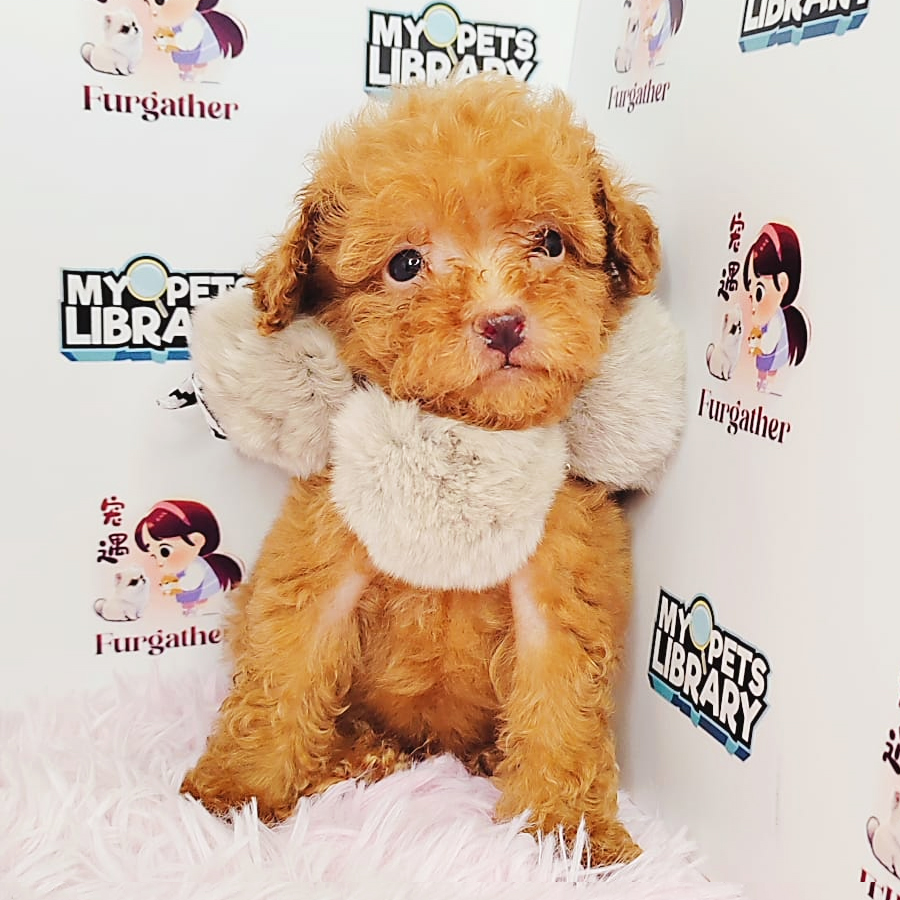 Tiny Poodle Puppy (Male) For Sale