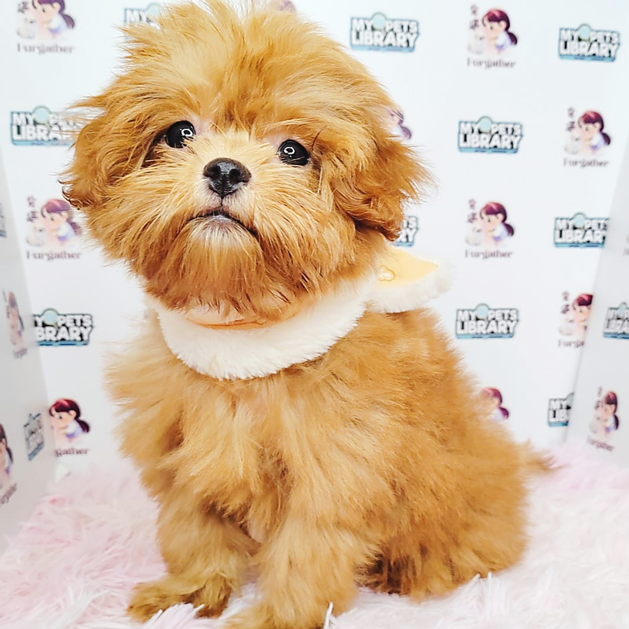 Maltipoo Puppy (Male) For Sale