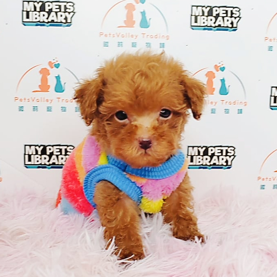 Tiny Poodle Puppy (Male) For Sale
