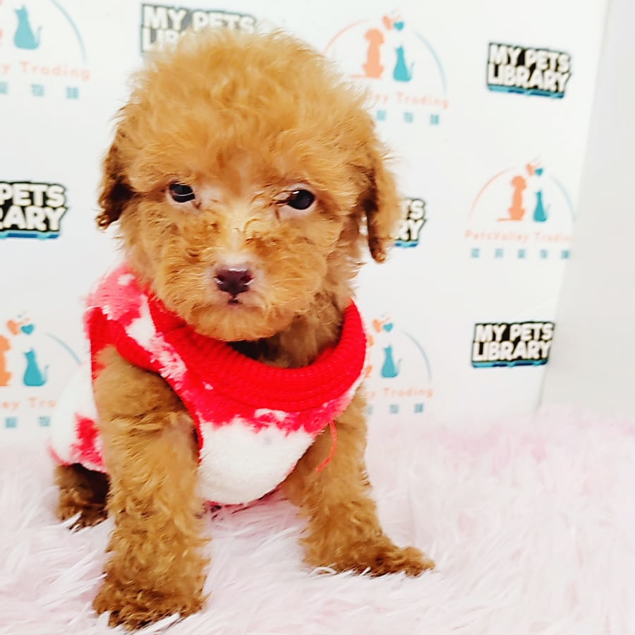 Tiny Poodle Puppy (Female) For Sale