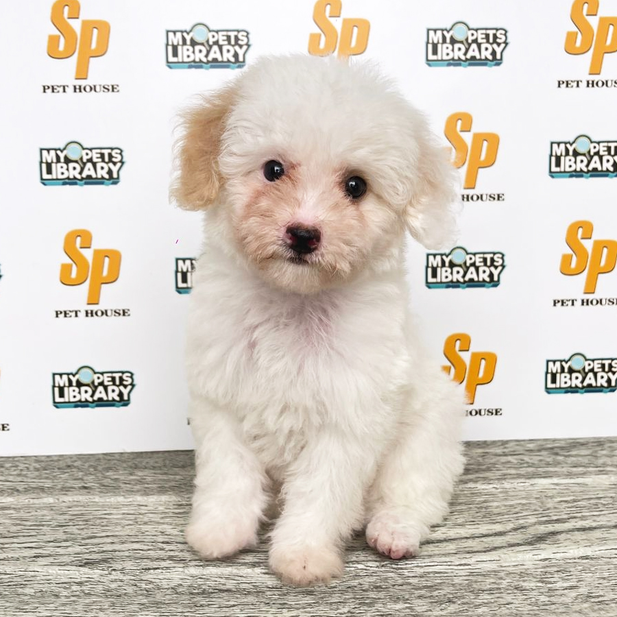 Toy Poodle Puppy (Male) For Sale