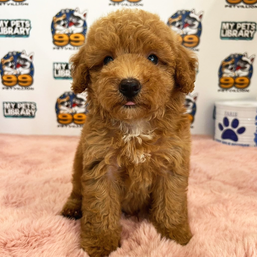 Toy Poodle Puppy (Male) For Sale