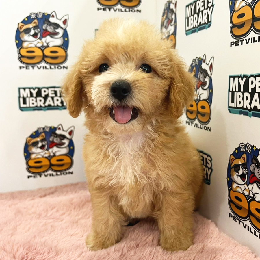 Toy Poodle Puppy (Male) For Sale