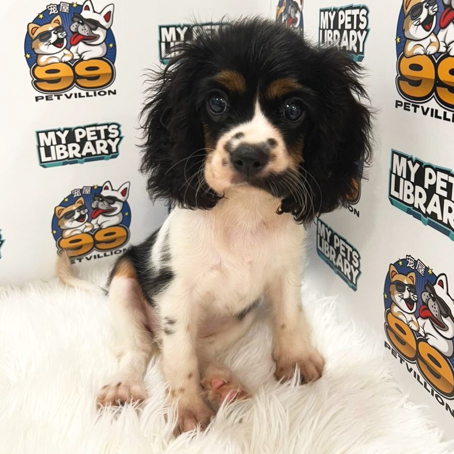 Cavalier King Charles Spaniel Puppy (Female) For Sale