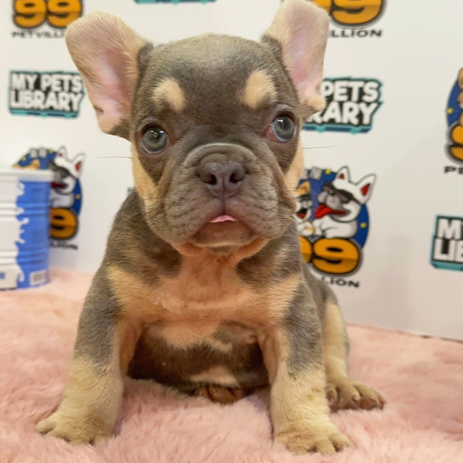 French Bulldog Puppy (Male) For Sale