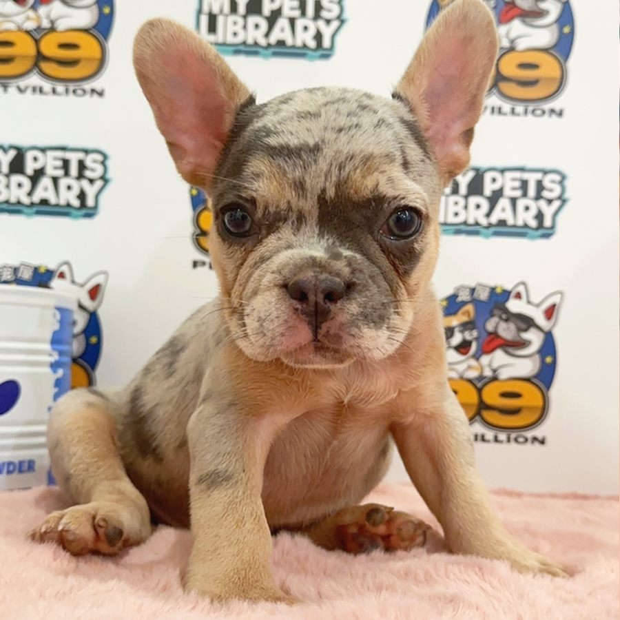 French Bulldog Puppy (Female) For Sale