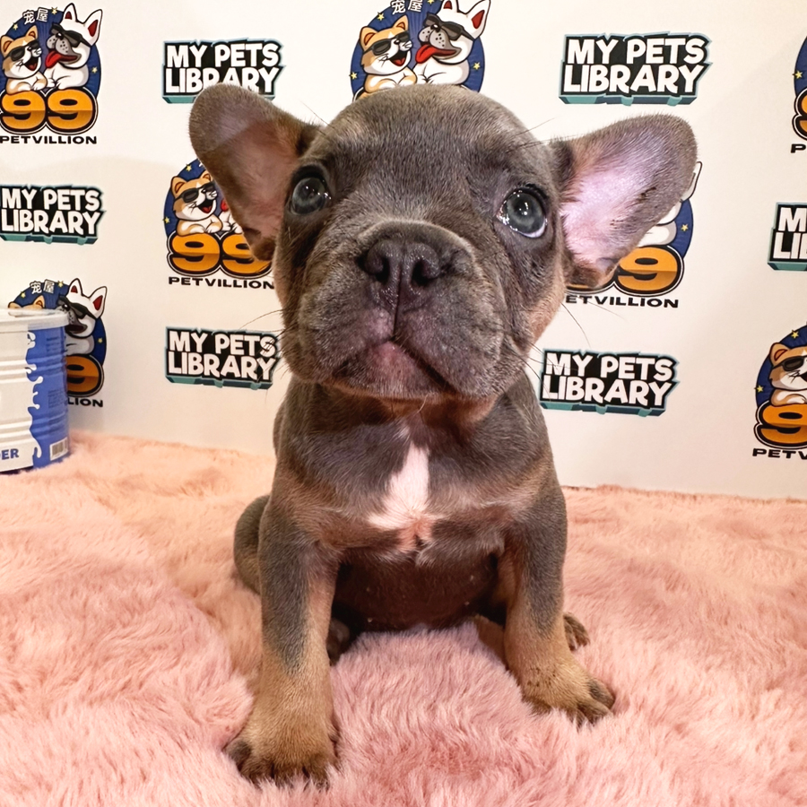 French Bulldog Puppy (Female) For Sale