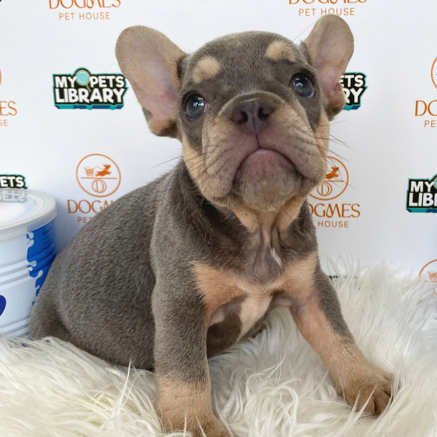 French Bulldog Puppy (Female) For Sale