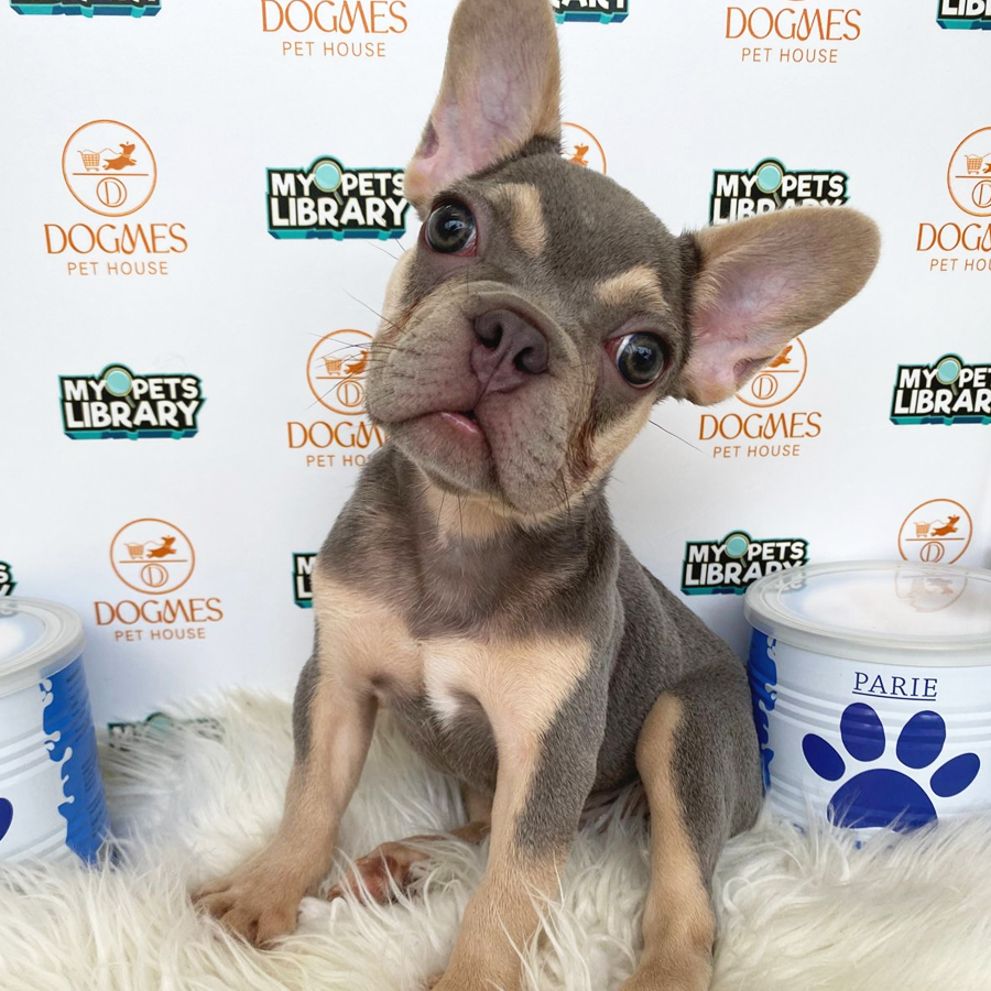 French Bulldog Puppy (Male) For Sale