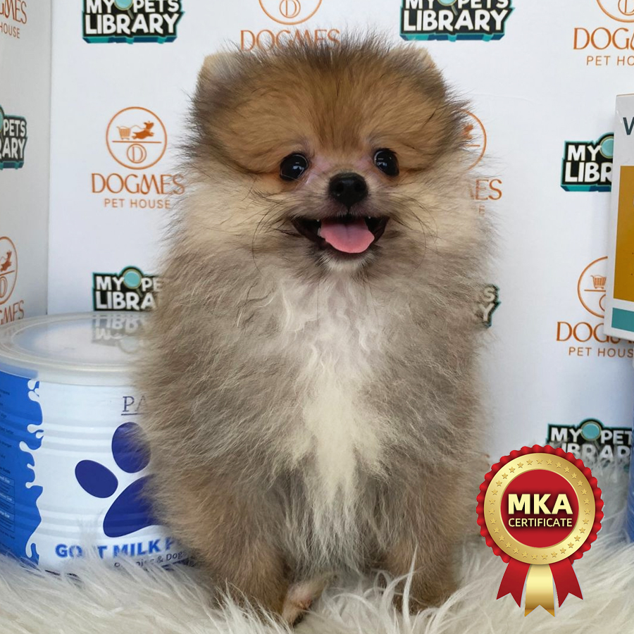 MKA Tiny Pomeranian Puppy (Male) For Sale