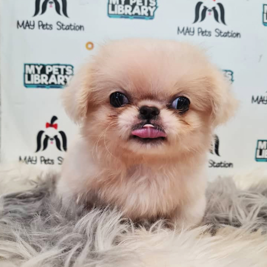 Pekingese Puppy (Male) For Sale