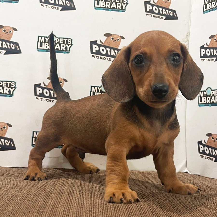 Miniature Dachshund Puppy (Male) For Sale