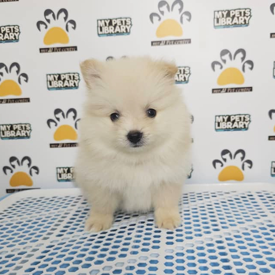Tiny Pomeranian Puppy (Male) For Sale