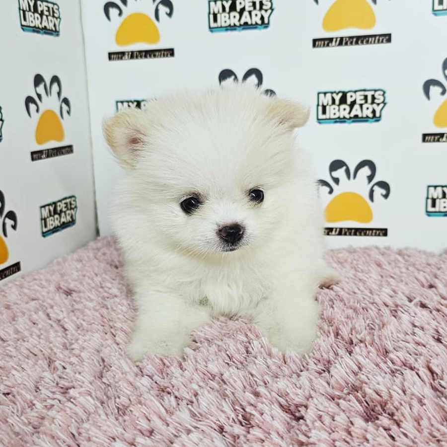 Tiny Pomeranian Puppy (Female) For Sale