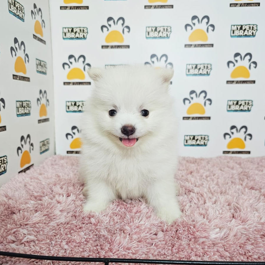 Tiny Pomeranian Puppy (Female) For Sale