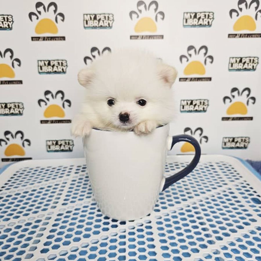 Teacup Pomeranian Puppy (Male) For Sale