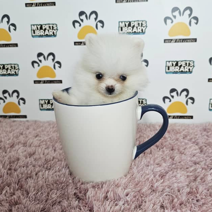 Teacup Pomeranian Puppy (Female) For Sale