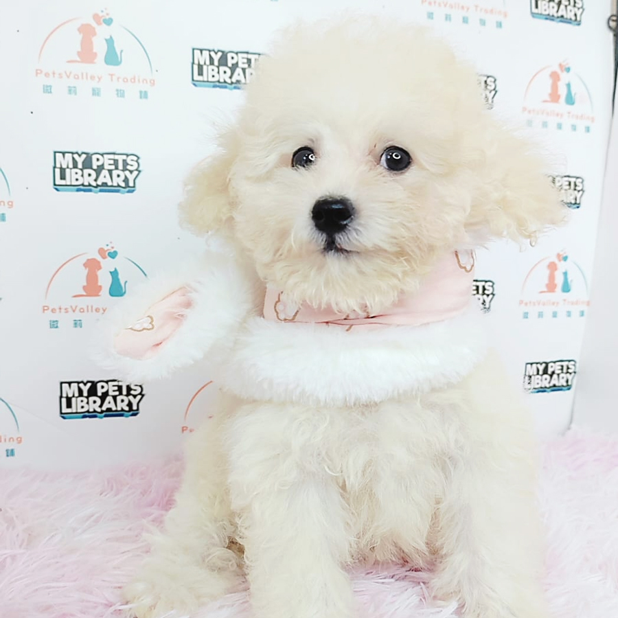 Toy Poodle Puppy (Male) For Sale