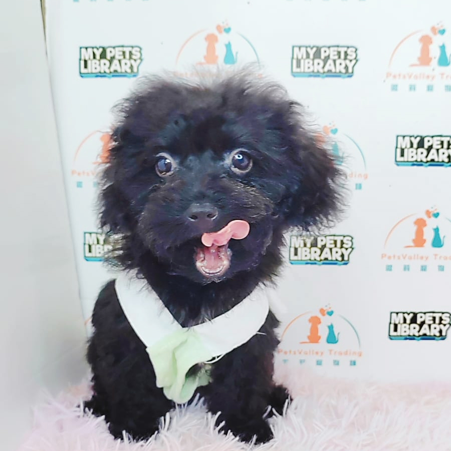 Toy Poodle Puppy (Male) For Sale