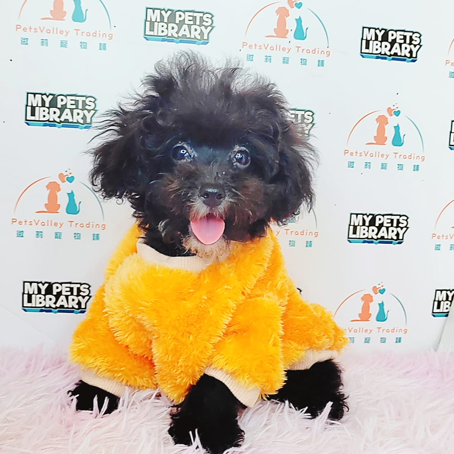 Toy Poodle Puppy (Male) For Sale