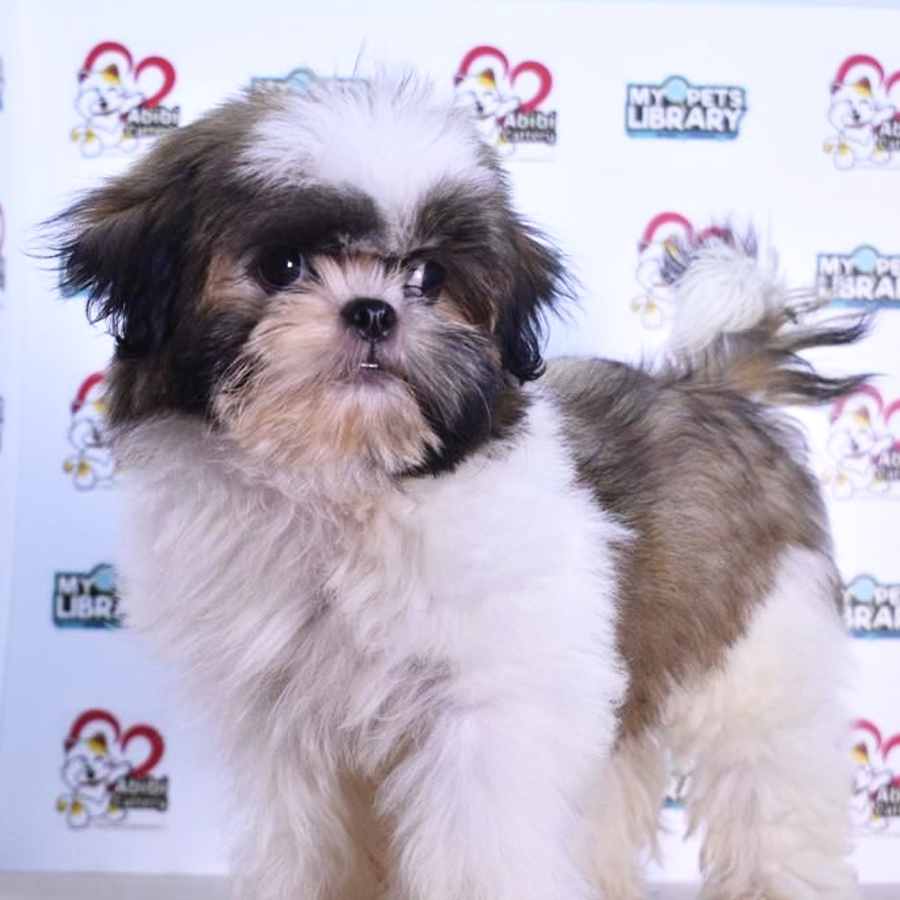 Shih Tzu Puppy (Male) For Sale