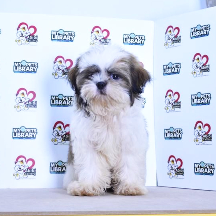 Shih Tzu Puppy (Male) For Sale