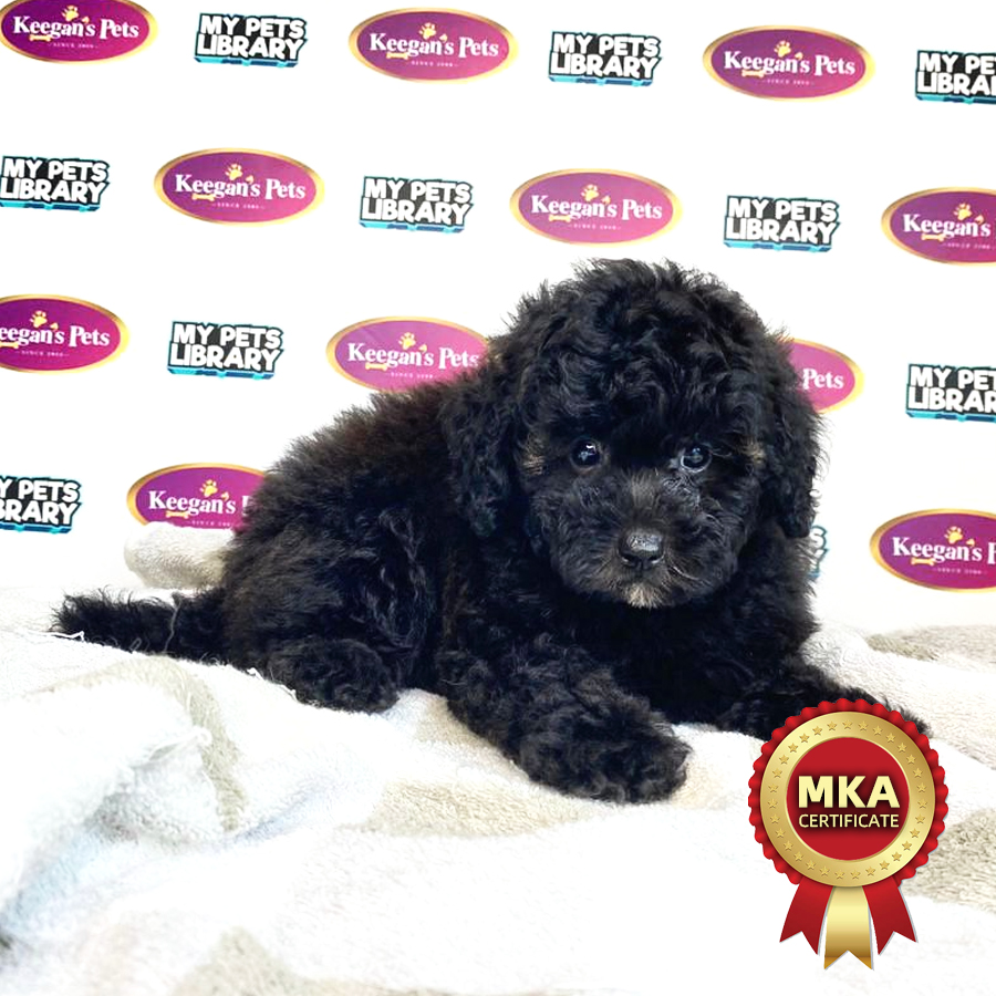 MKA Toy Poodle Puppy (Male) For Sale