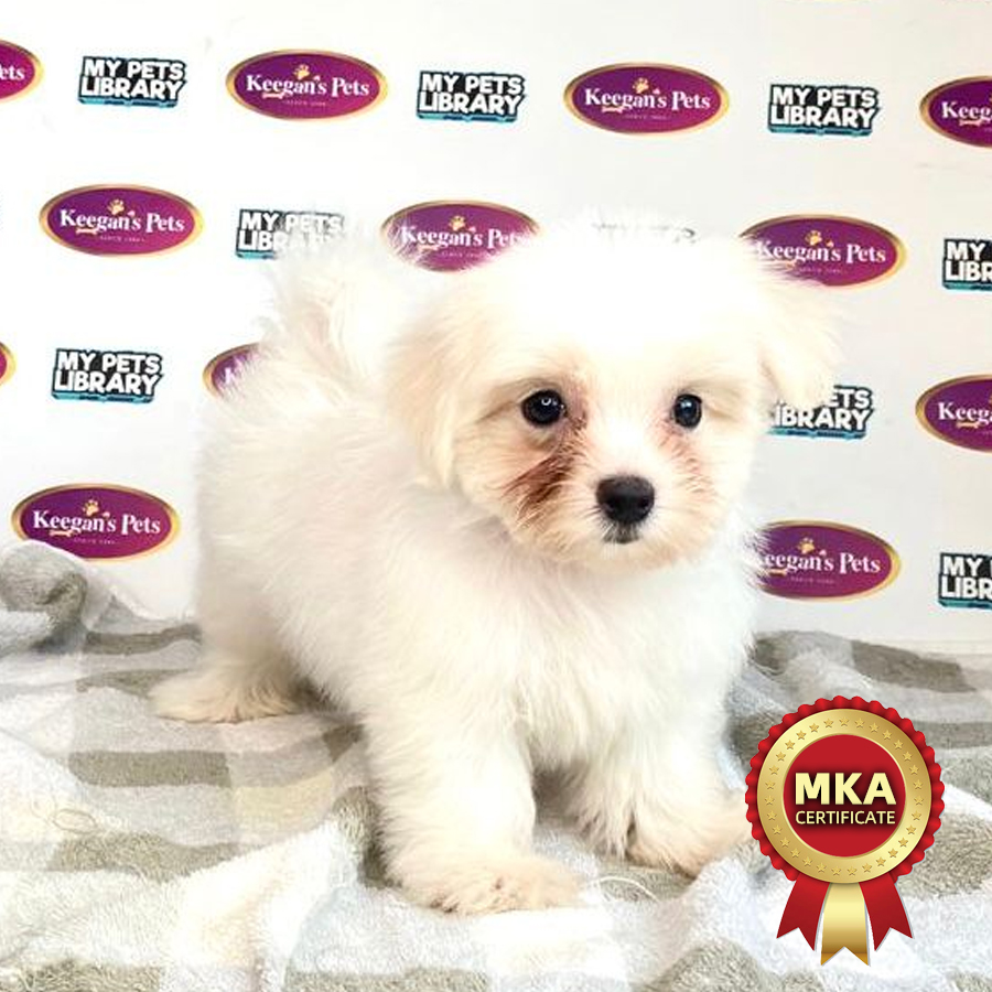 MKA Maltese Puppy (Male) For Sale