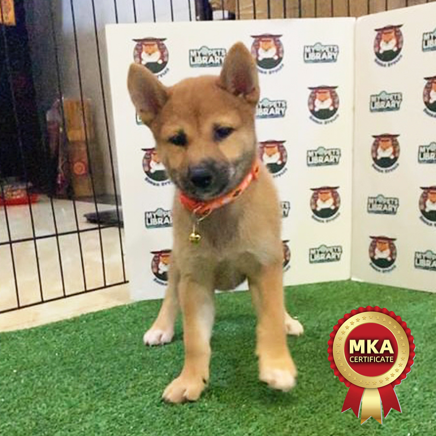 MKA Shiba Inu Puppy (Female) For Sale