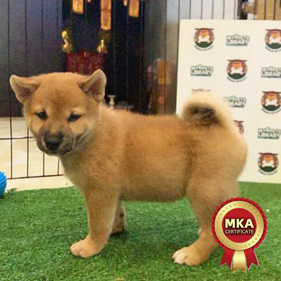 MKA Shiba Inu Puppy (Male) For Sale