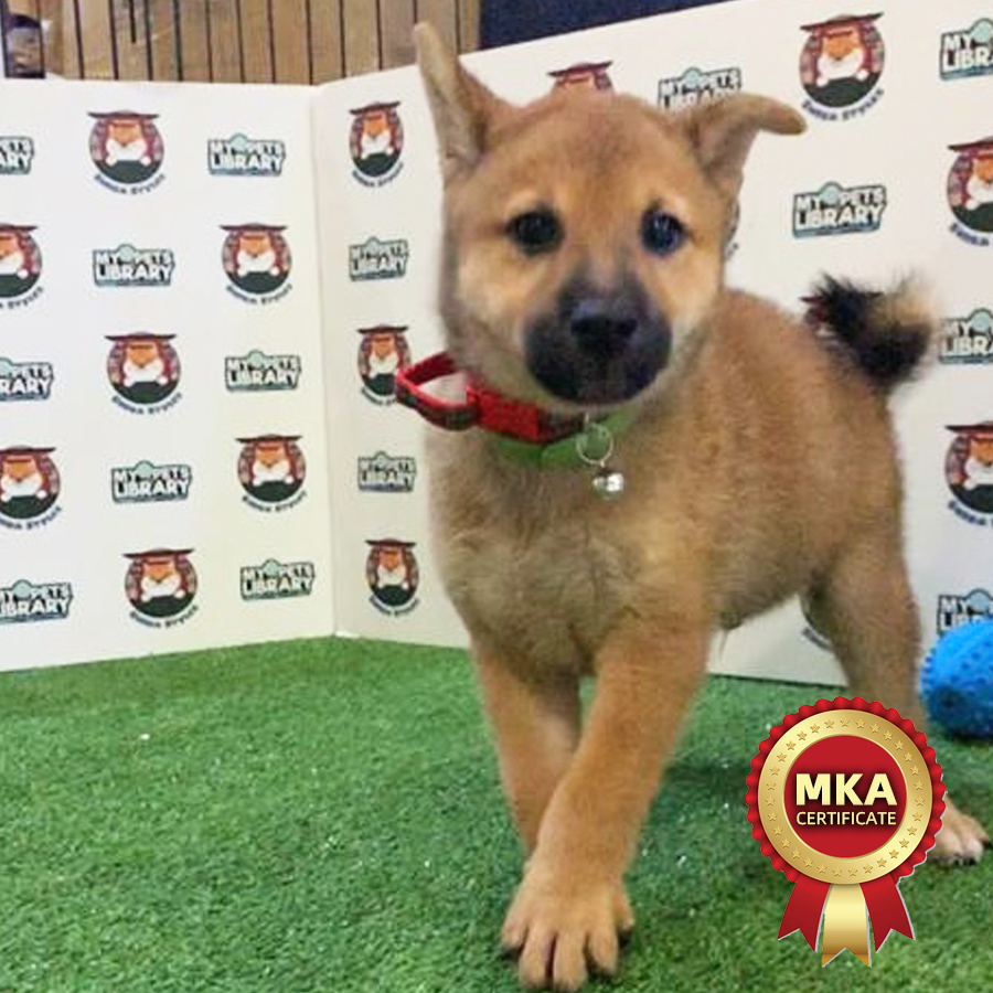 MKA Shiba Inu Puppy (Male) For Sale