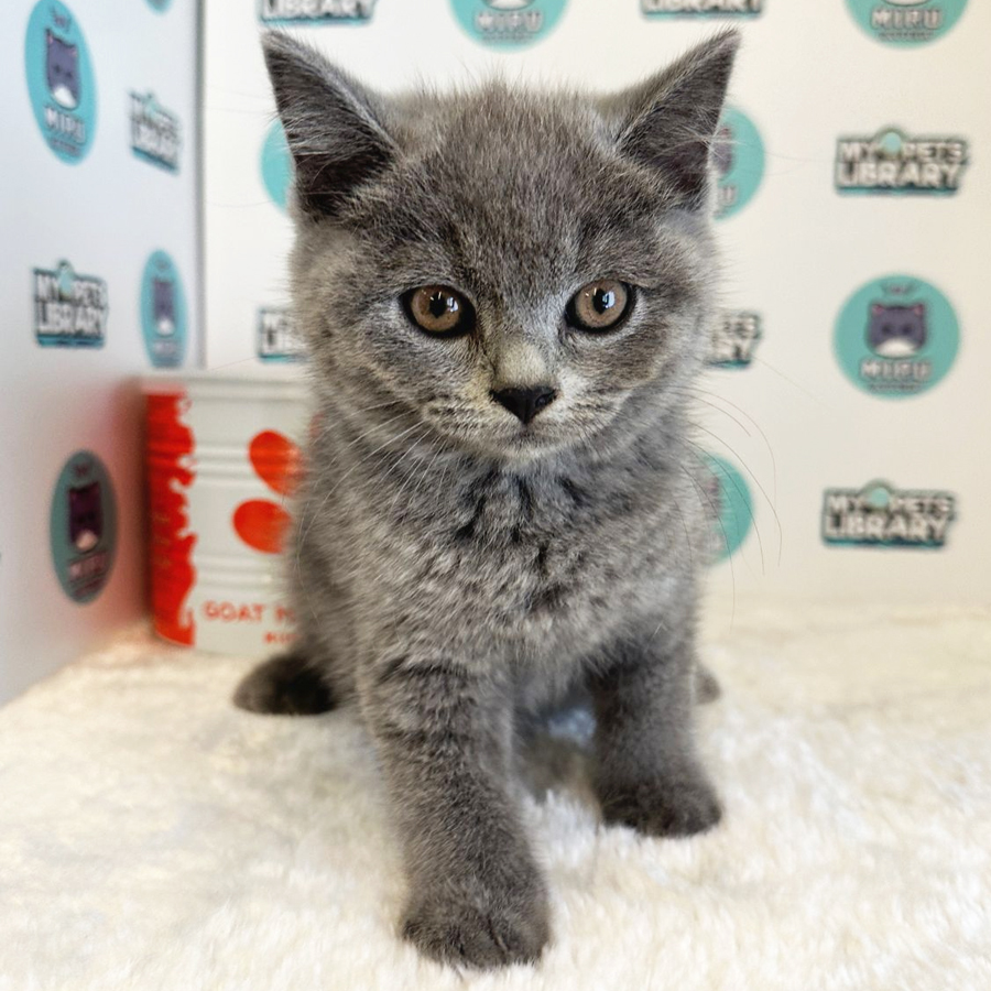 British Shorthair Kitten (Male) For Sale