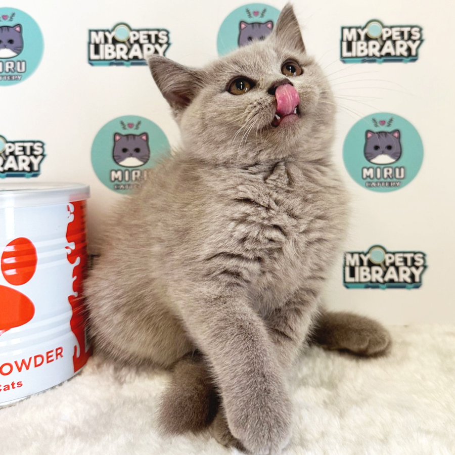 British Shorthair Kitten (Female) For Sale