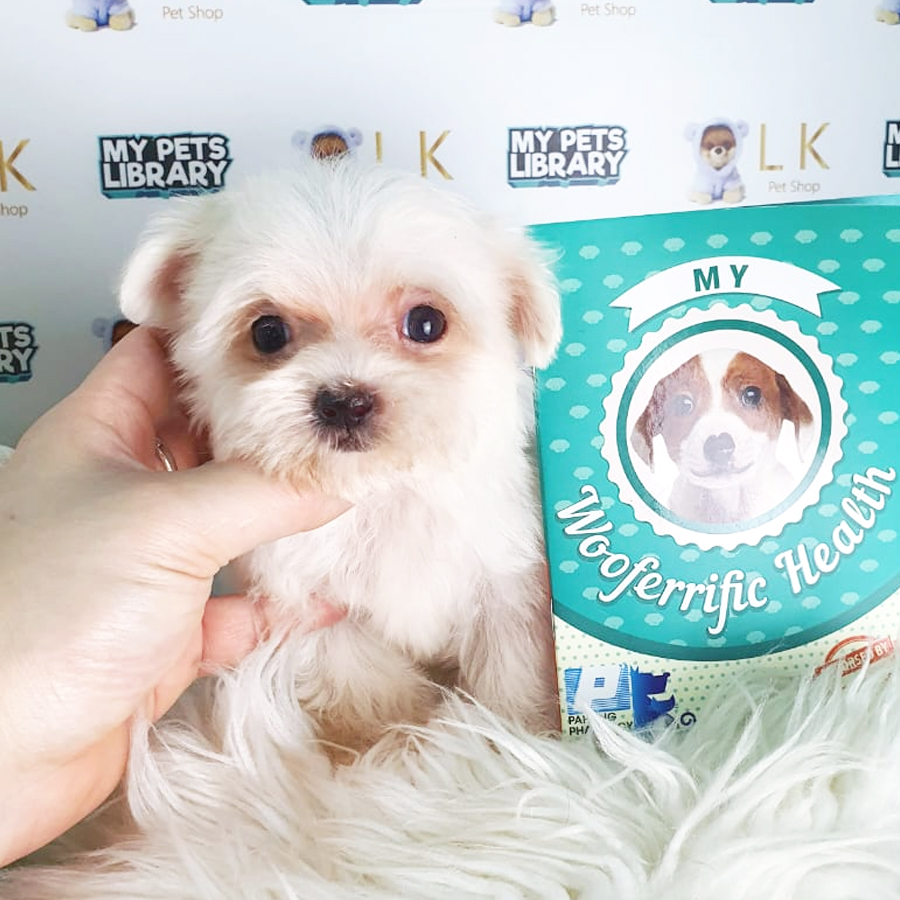 Tiny Maltese Puppy (Female) For Sale