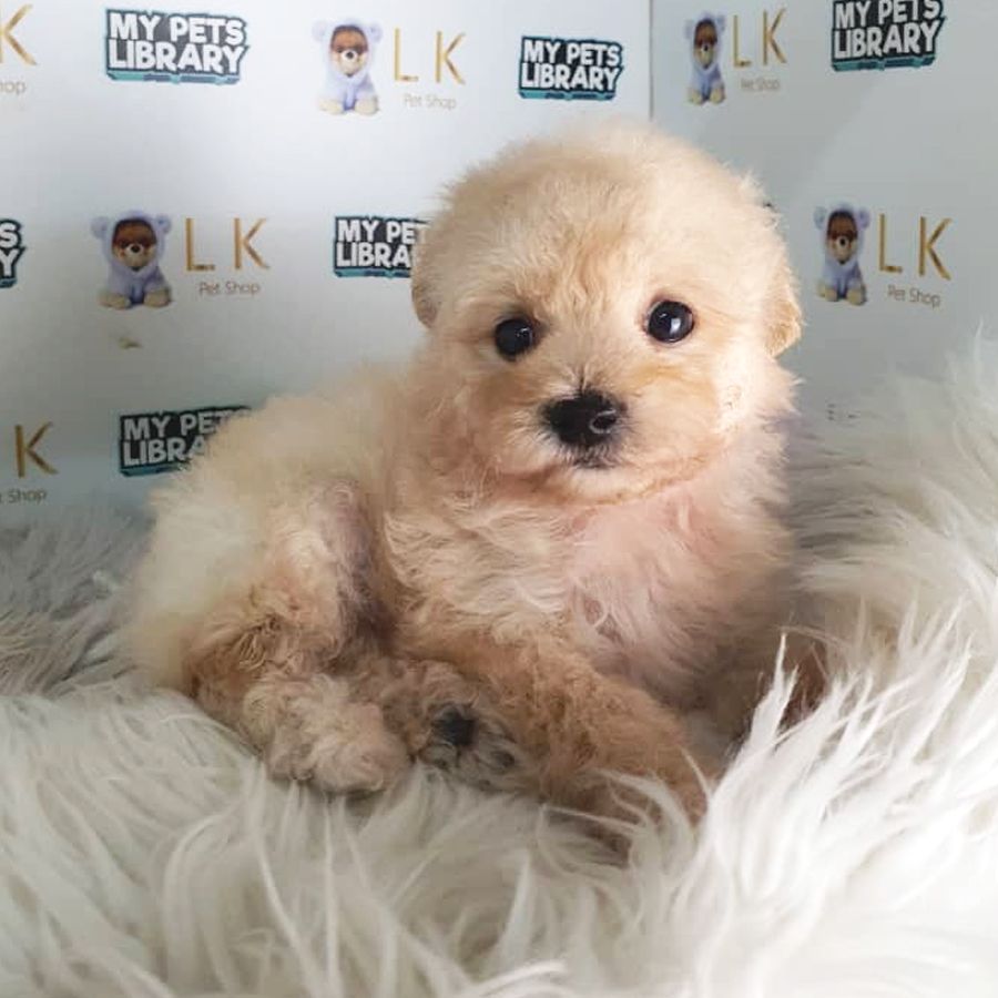 Maltipoo Puppy (Male) For Sale