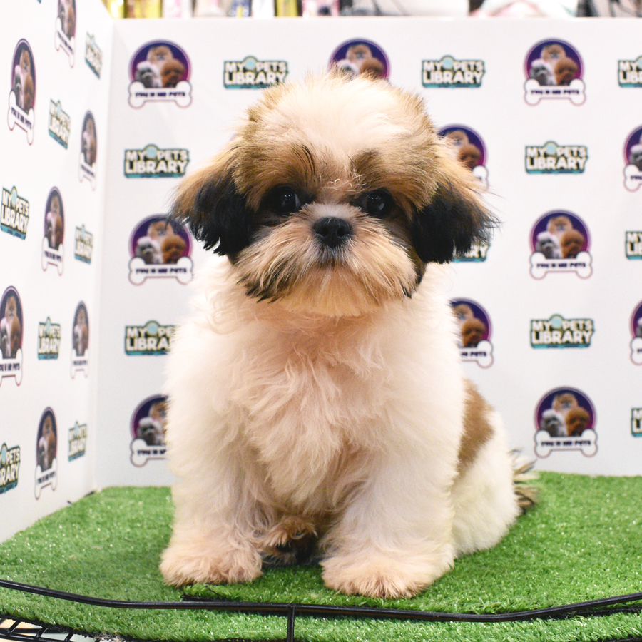 Shih Tzu Puppy (Male) For Sale