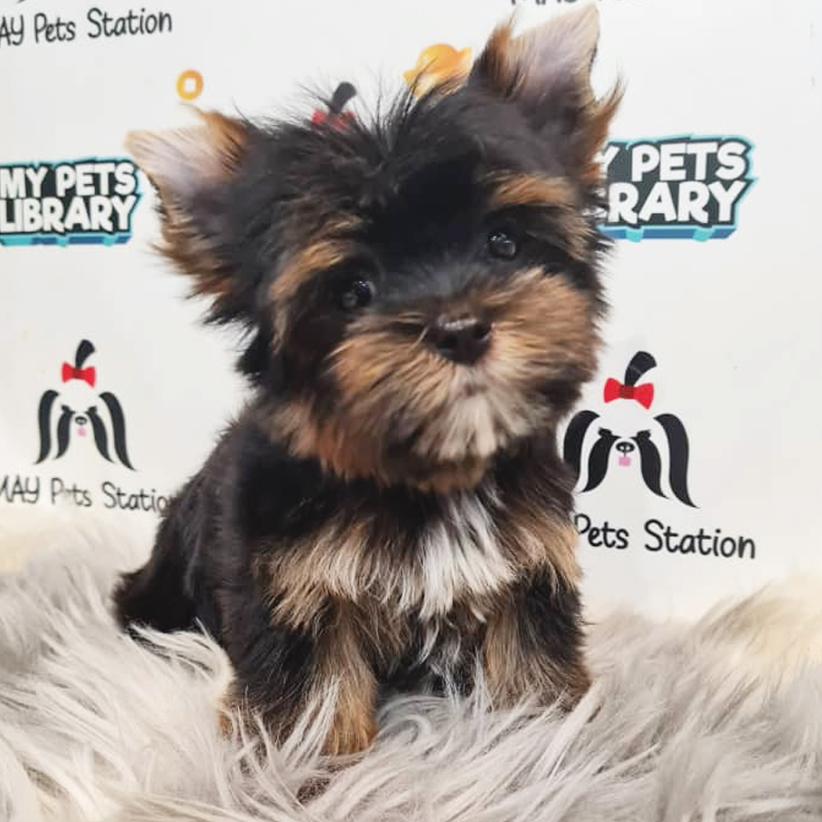 Yorkshire Terrier Puppy (Male) For Sale