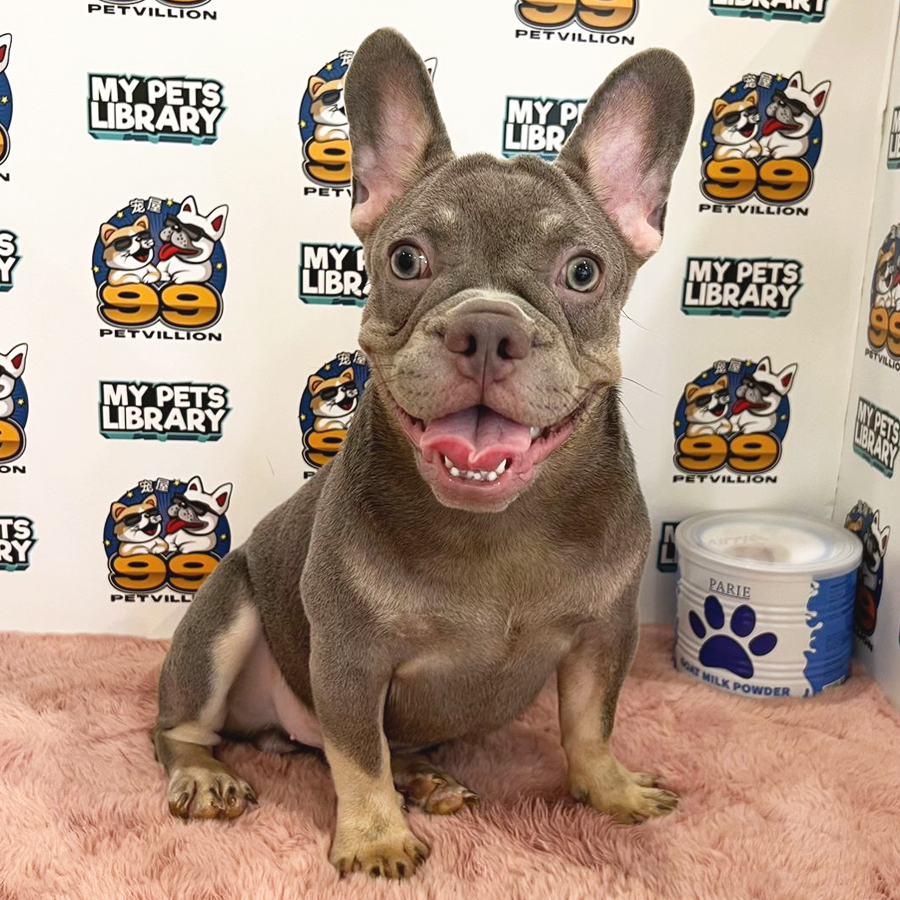 French Bulldog Puppy (Male) For Sale