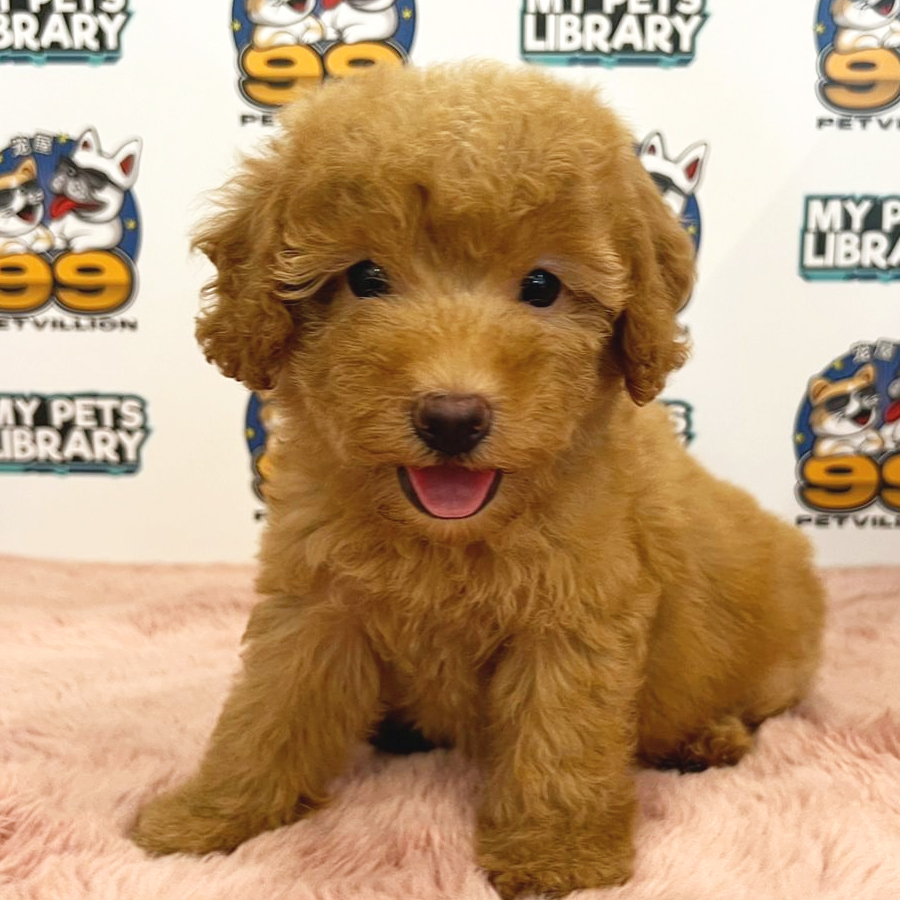 Toy Poodle Puppy (Male) For Sale