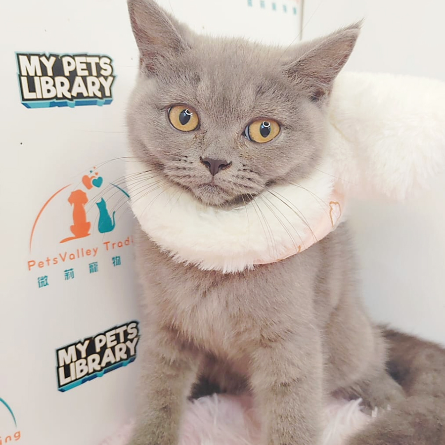 British Shorthair Kitten (Female) For Sale